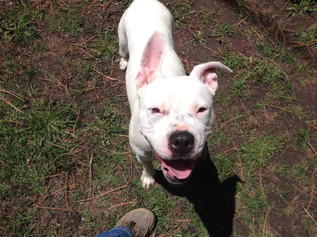 Dog Training and Problem Solving