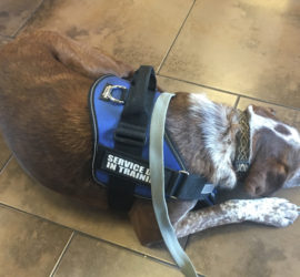 Service Dog in Training