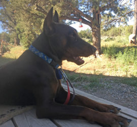 Should your dog be a service dog