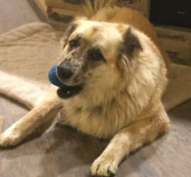 Housetraining Adult Dogs