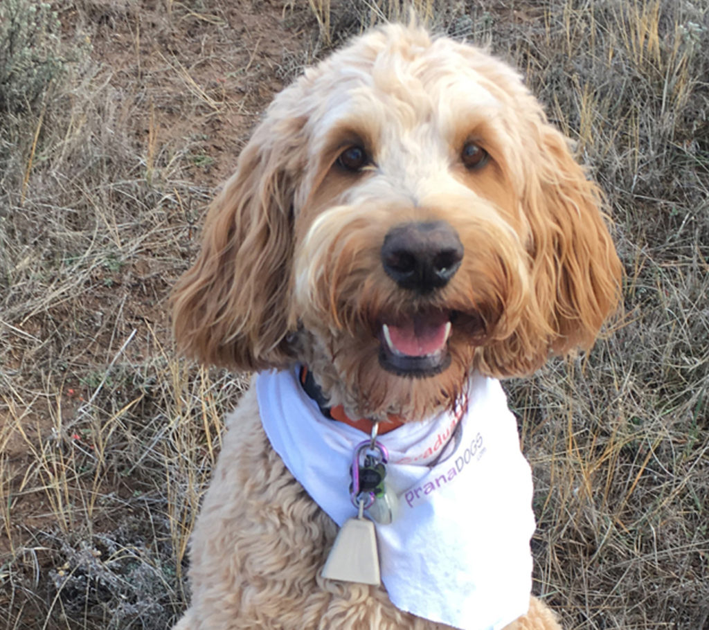 Professionally Trained Service Dogs