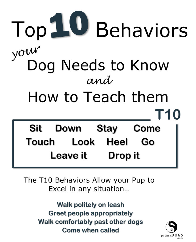 Top 10 behaviors dogs need to know